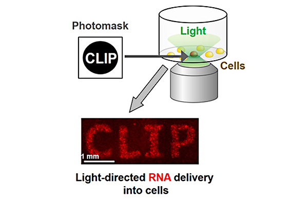 Spatiotemporal control of intracellular RNA delivery