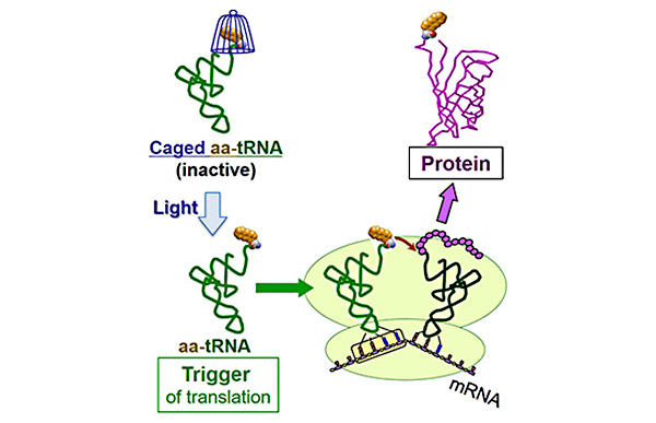 Development of a method to phototrigger protein synthesis
