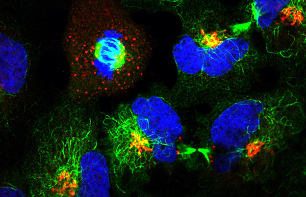 Organelle Systems Biotechnology