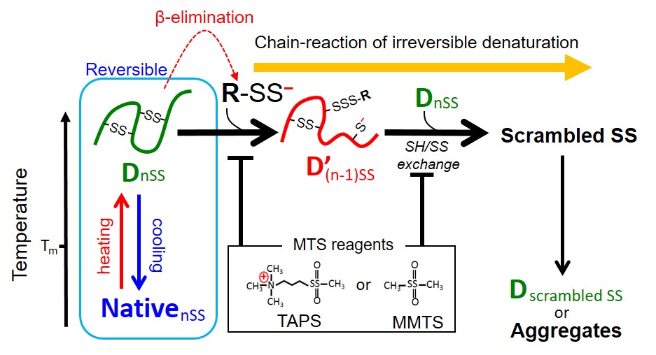 Addives to supress irreversible thermal denaturation of disulfides containing protein