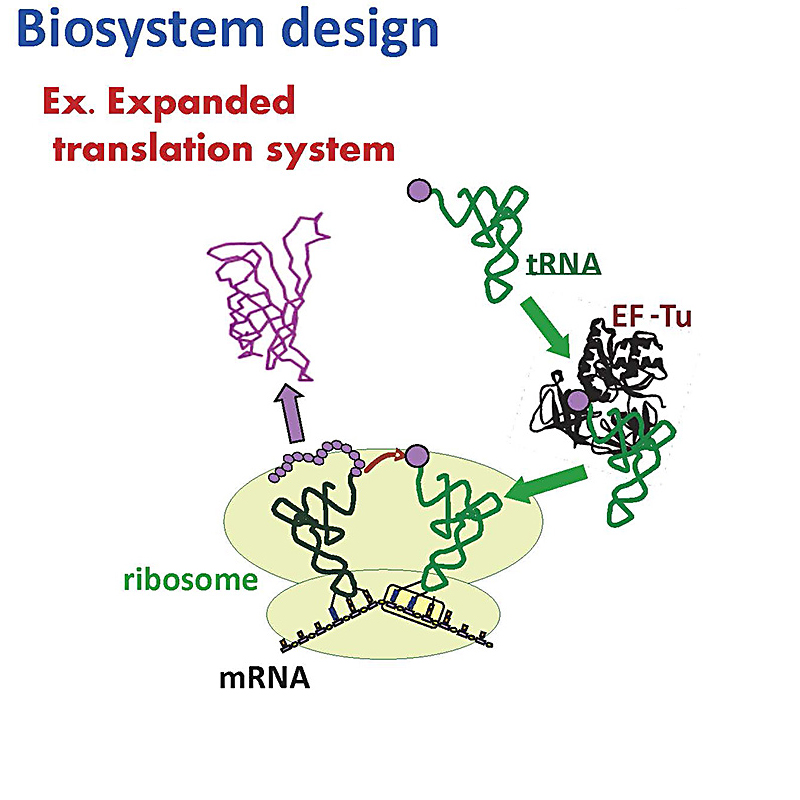 Biomolecular Engineering