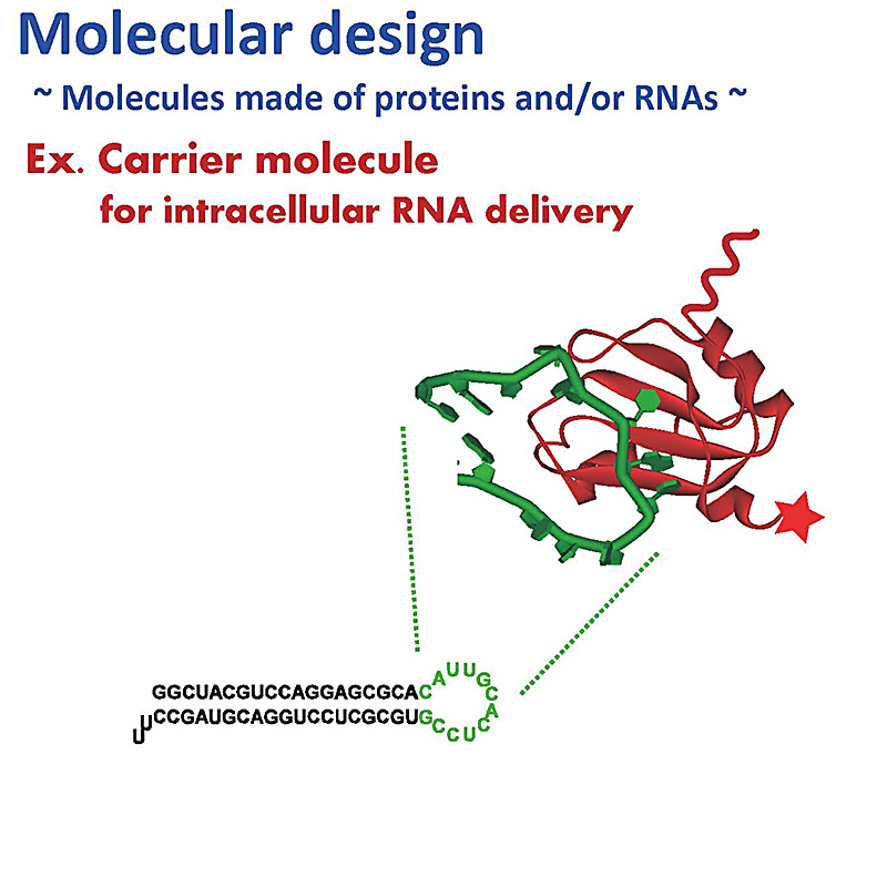 Biomolecular Engineering