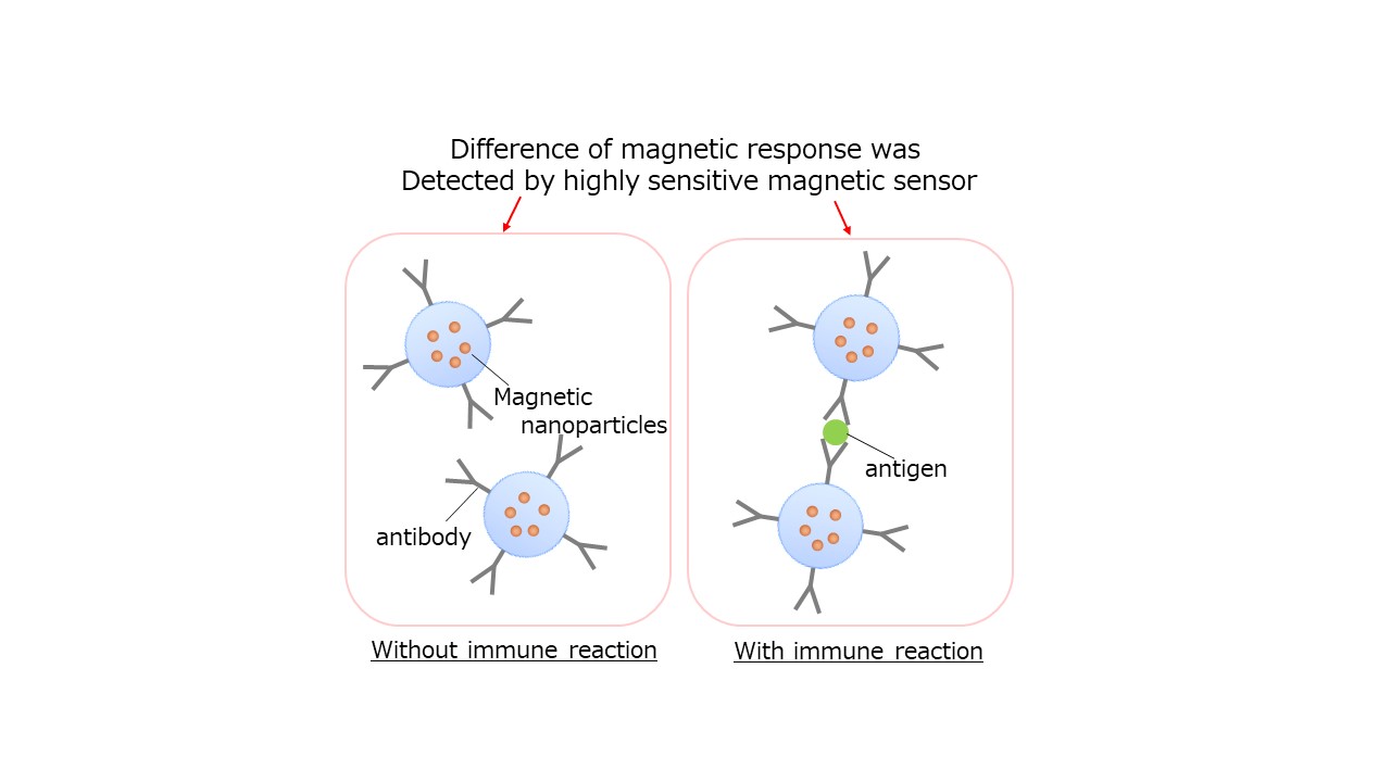 Ultra sensitive measuremets system for immuno reactions using a SQUIDs