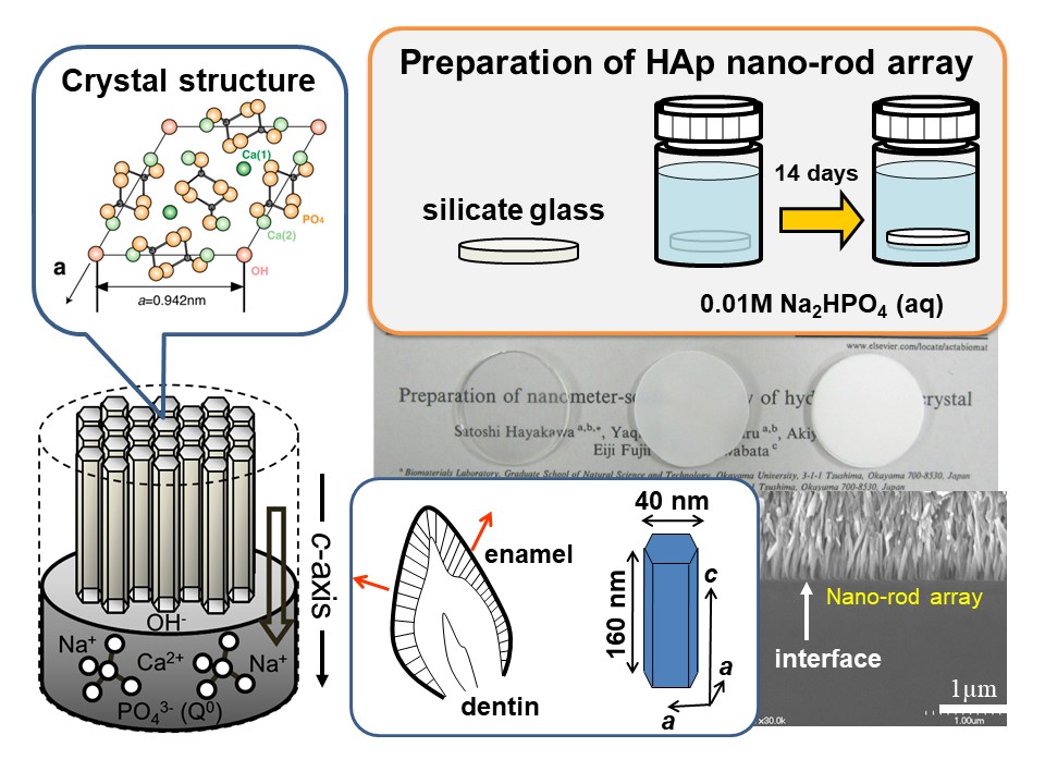 Preparation of Highly-oriented Polycrystalline Ceramics Composed of Ion-substituted Hydroxyapatite