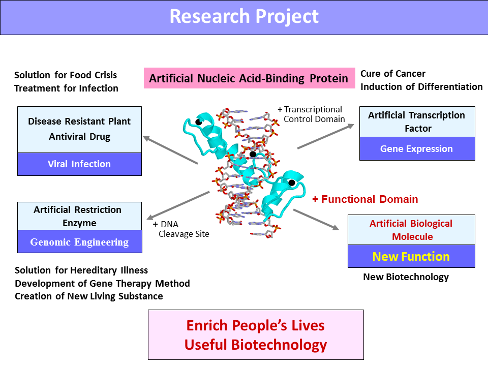 Design of Biofunctional Molecules