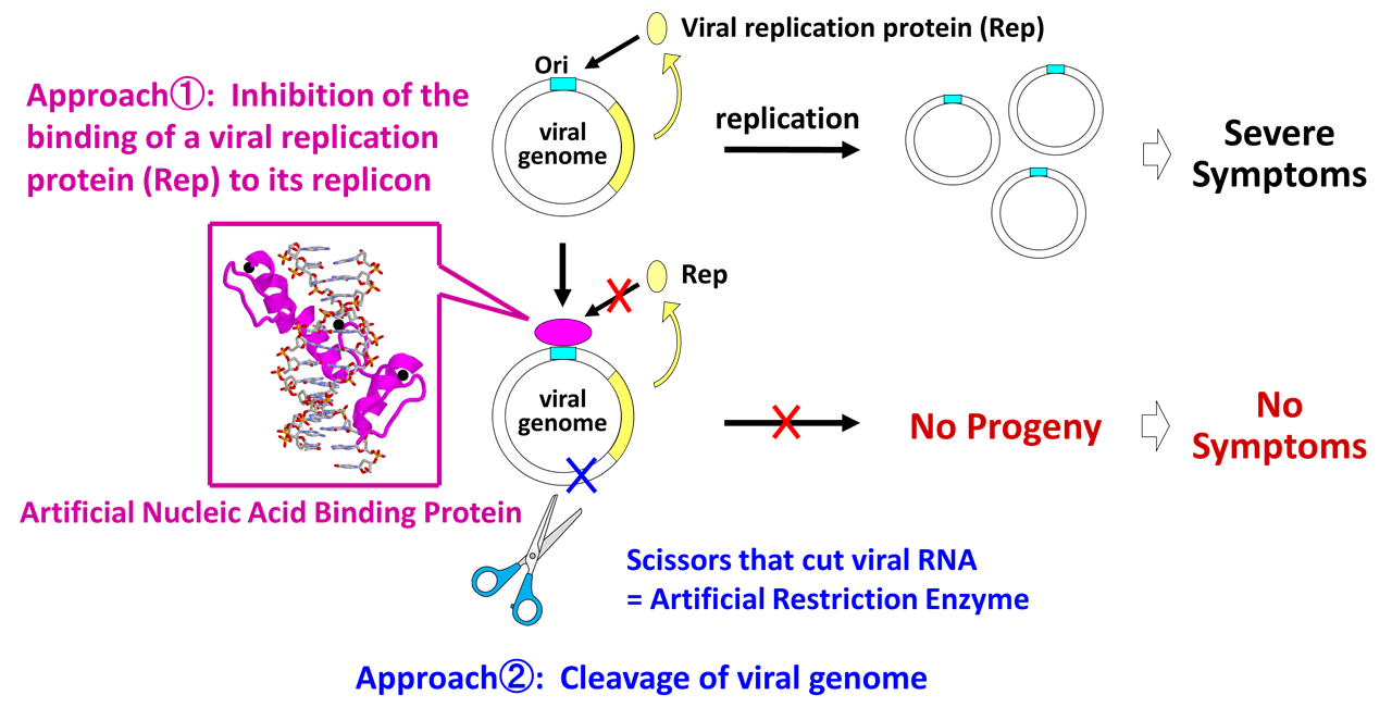 Establishment of Innovative Technology which Inhibits Virus Replication  Using Artificial Nucleic-Acid-Binding Proteins
