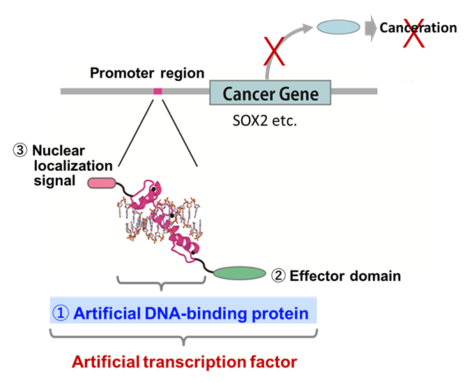 Inhibiting the Growth of Cancer with 