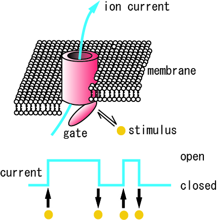 Development of bio-sensor device using signal molecule measurements