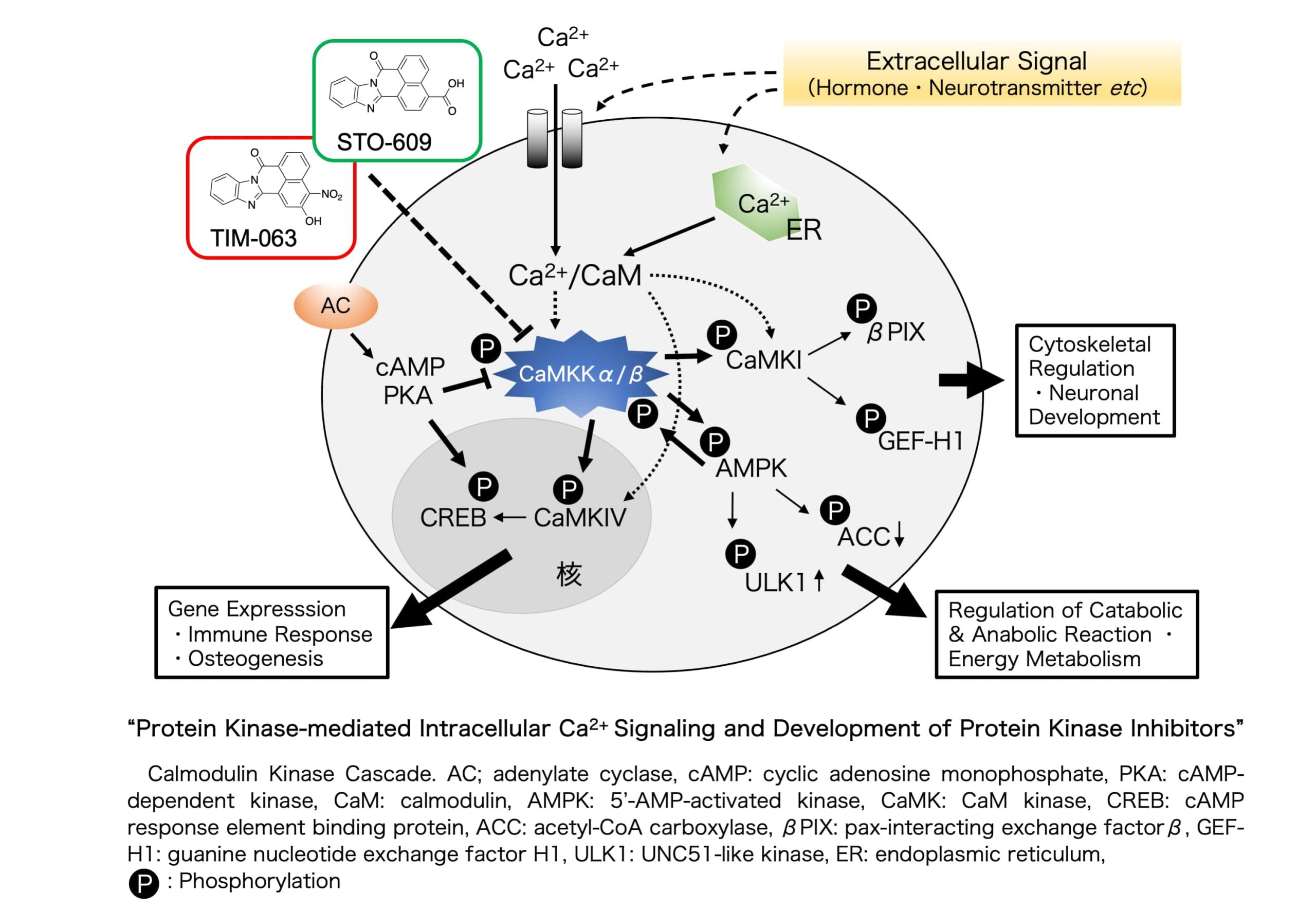 Applied Cell Biology